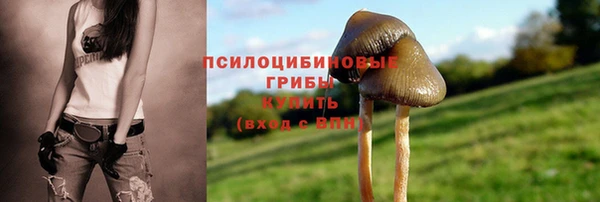 сатива Зеленокумск